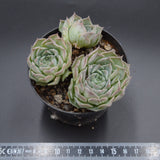 Echeveria Hyalina Hybrid