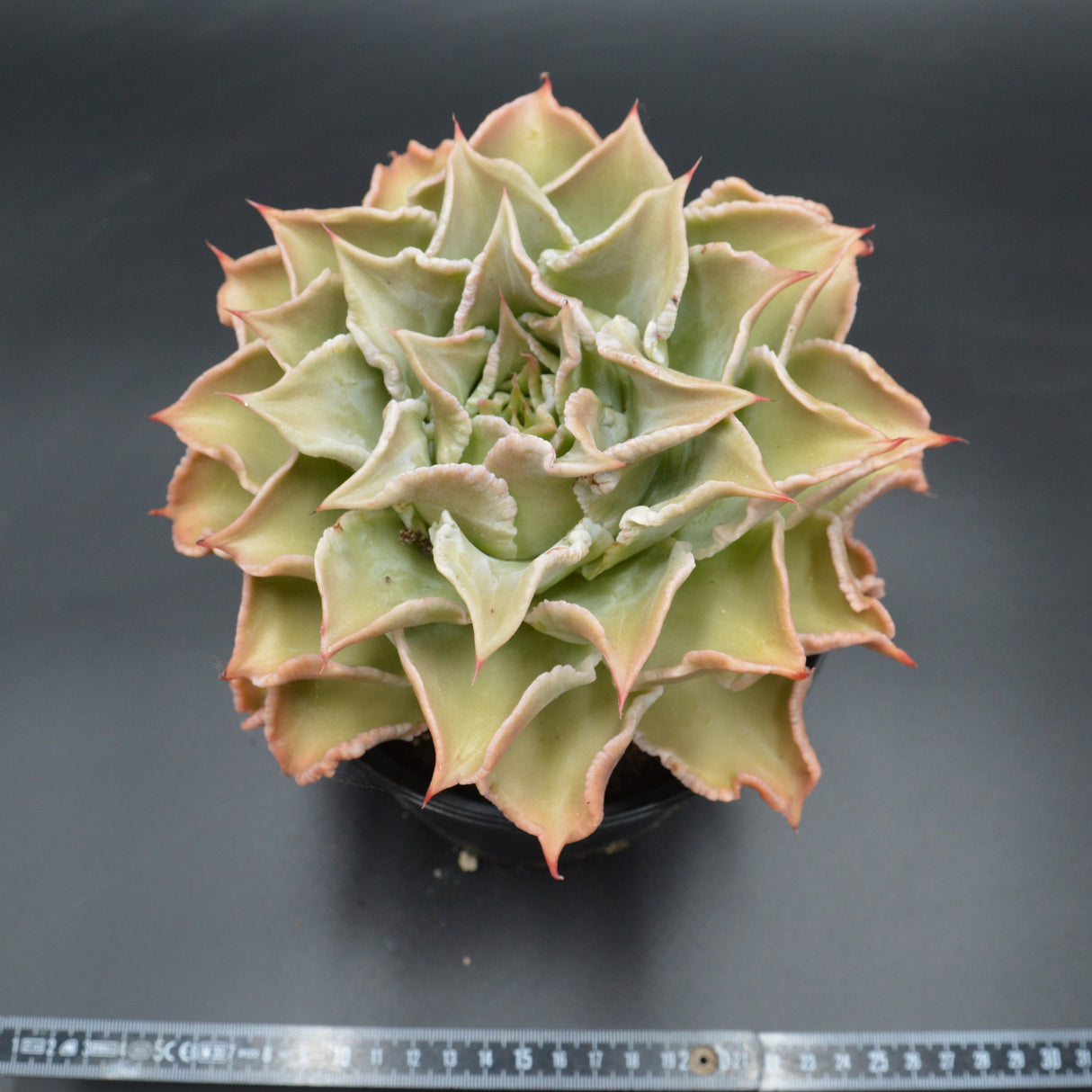 Echeveria Madiba XXL