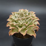 Echeveria Madiba XXL