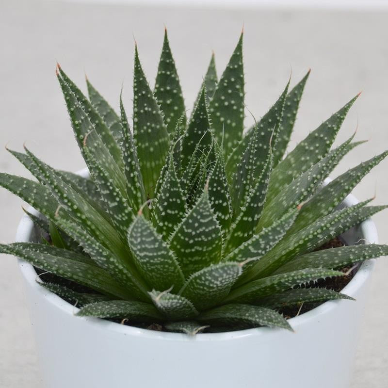 Aloe aristata - 12cm