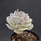 Echeveria