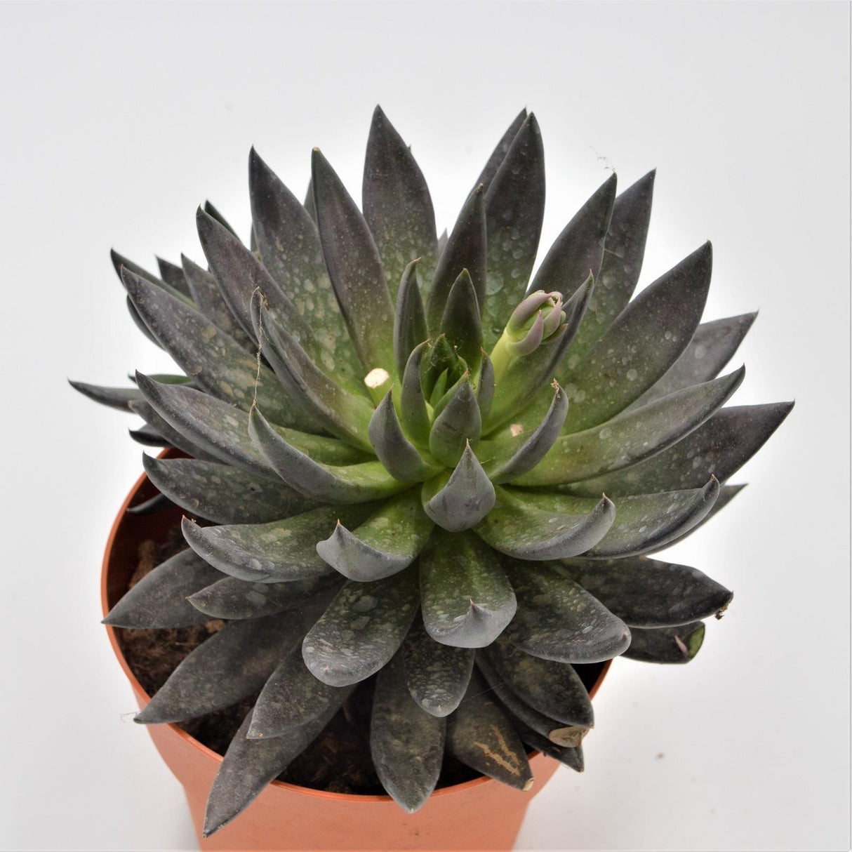 Echeveria affinis - 17cm