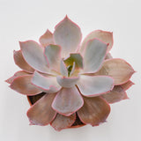 Echeveria Afterglow - 15cm