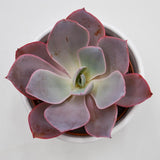 Echeveria Afterglow - 10,5cm