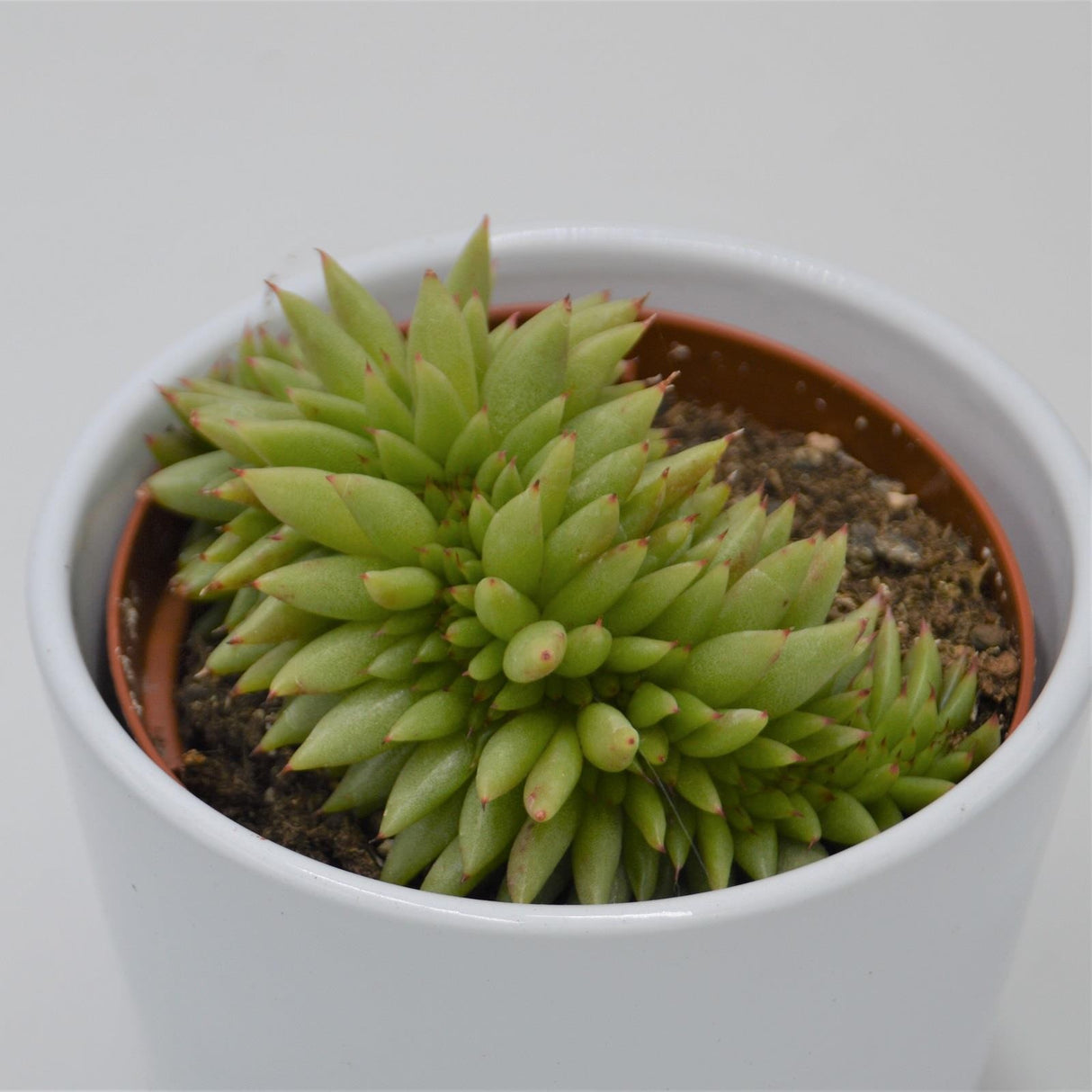 Echeveria agavoides var. corderoyi f. cristata - 10,5cm
