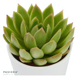 Echeveria agavoides Miranda - 6cm