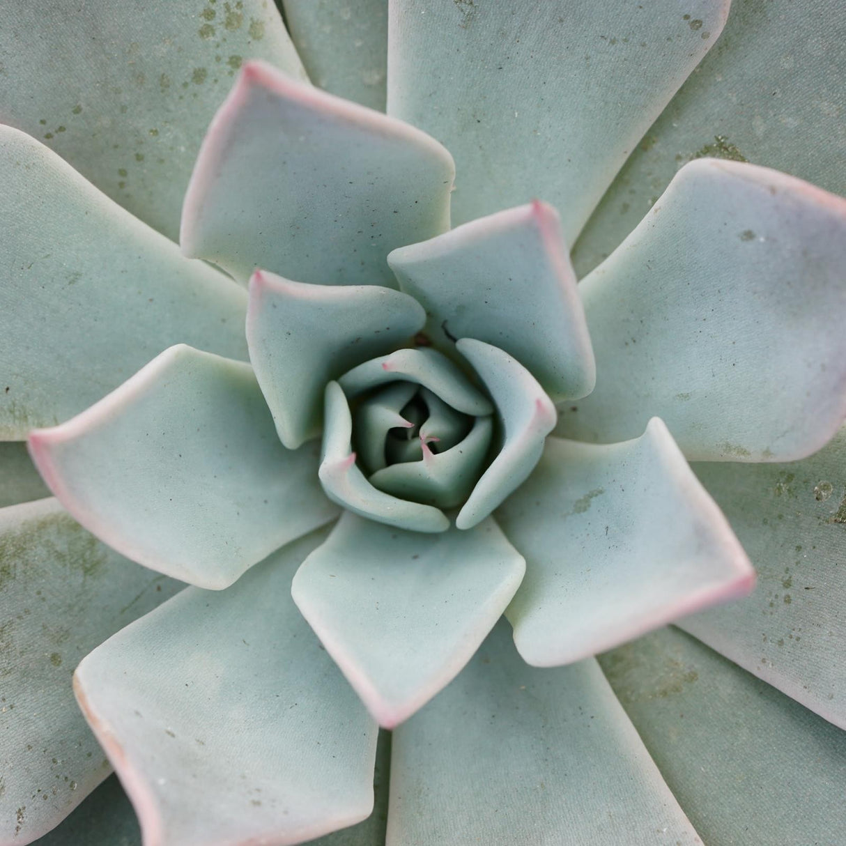Echeveria Aquila - 10,5cm