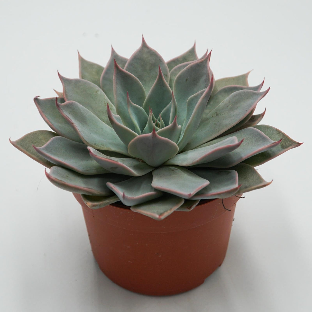 Echeveria Aquila - 10,5cm