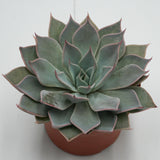 Echeveria Aquila - 10,5cm