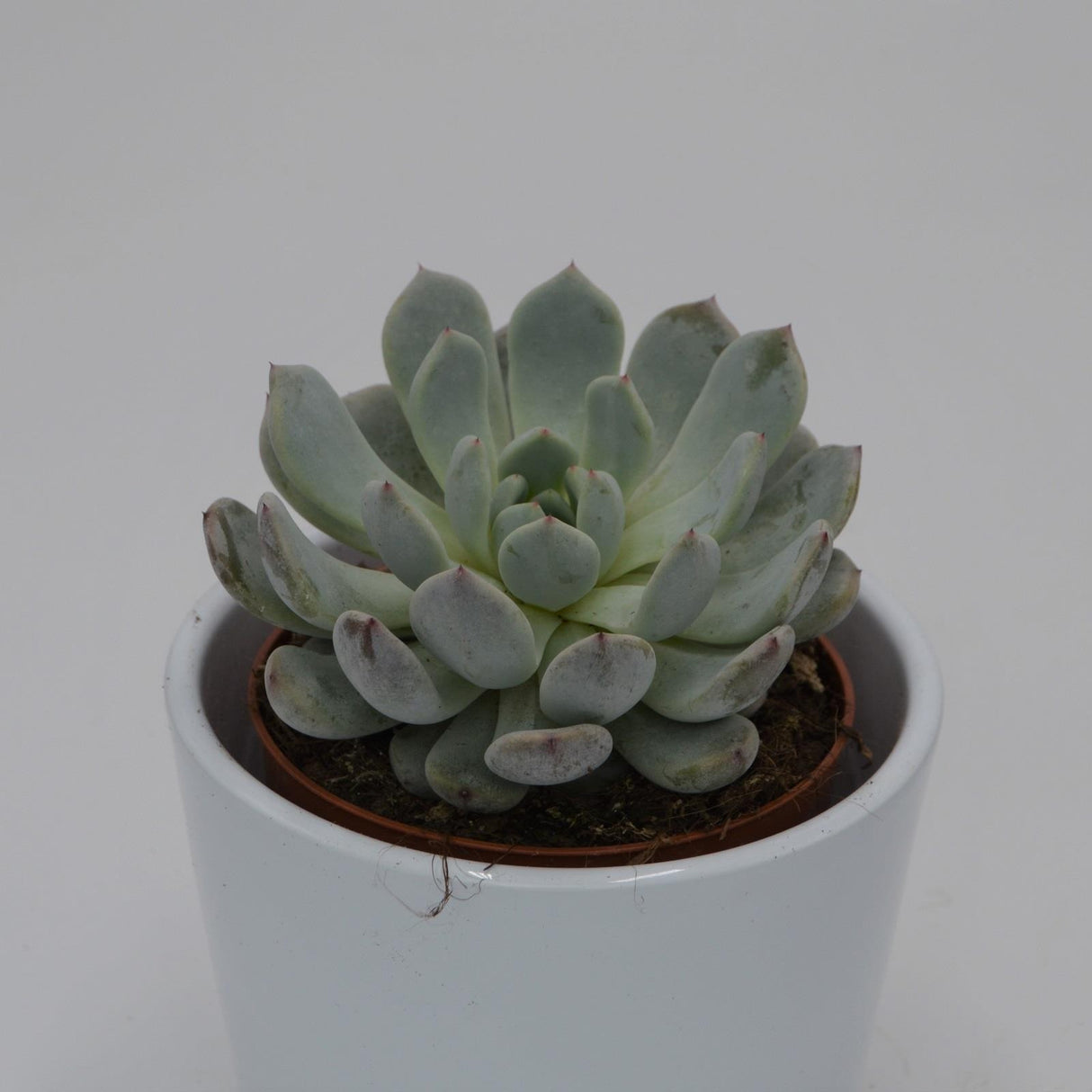Echeveria Baena - 8,5cm