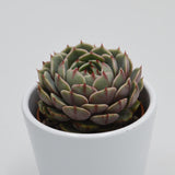 Echeveria Ben Badis - 6cm