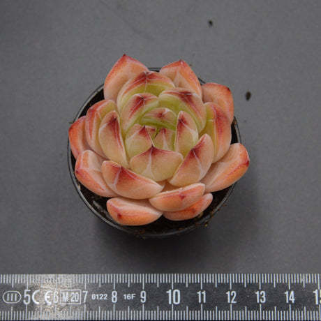 Echeveria Bird King