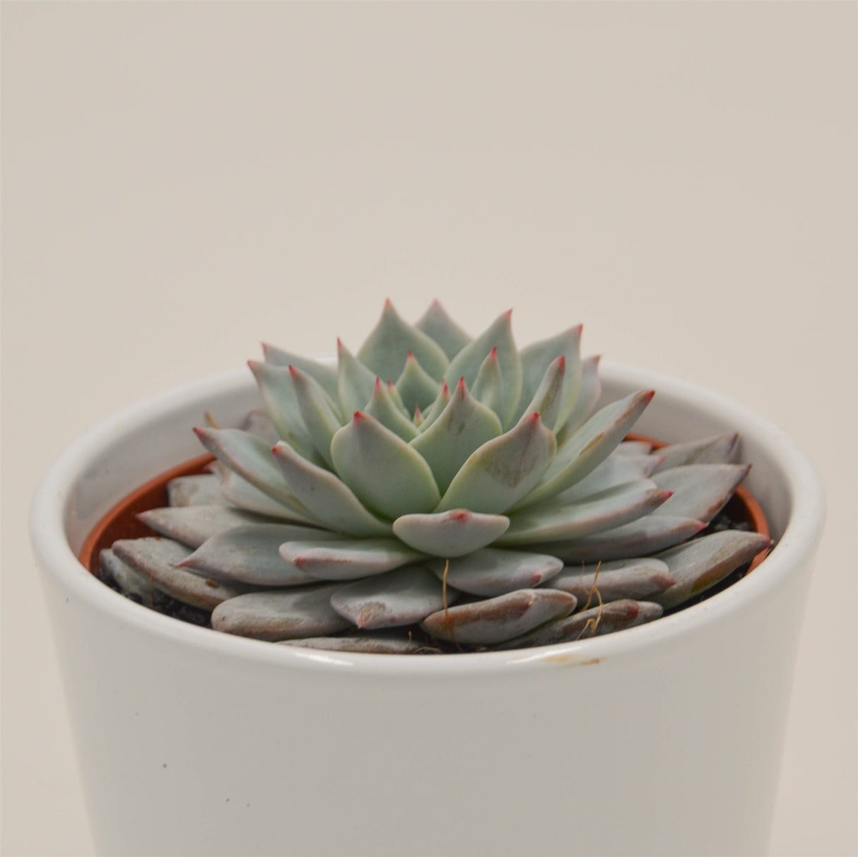 Echeveria Blue Bird - 10,5cm