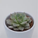 Echeveria Blue Bird - 5,5cm