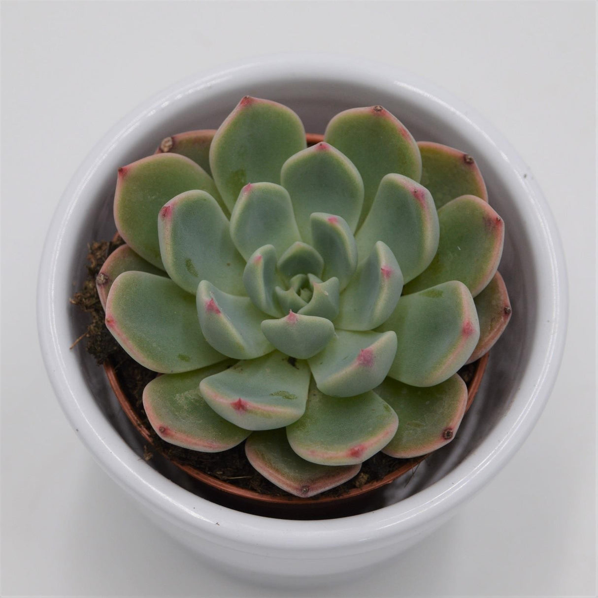 Echeveria Blue Minima - 5,5cm