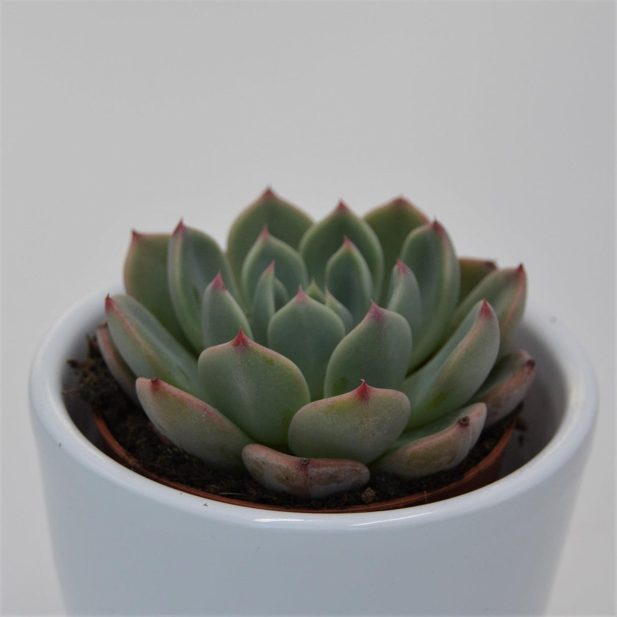 Echeveria Blue Minima - 5,5cm