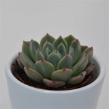 Echeveria Blue Minima - 5,5cm