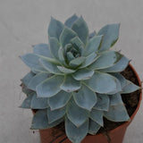 Echeveria subessilis - 8,5cm