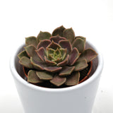 Echeveria Brown Rose - 5,5cm