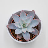 Echeveria cante - 8,5cm