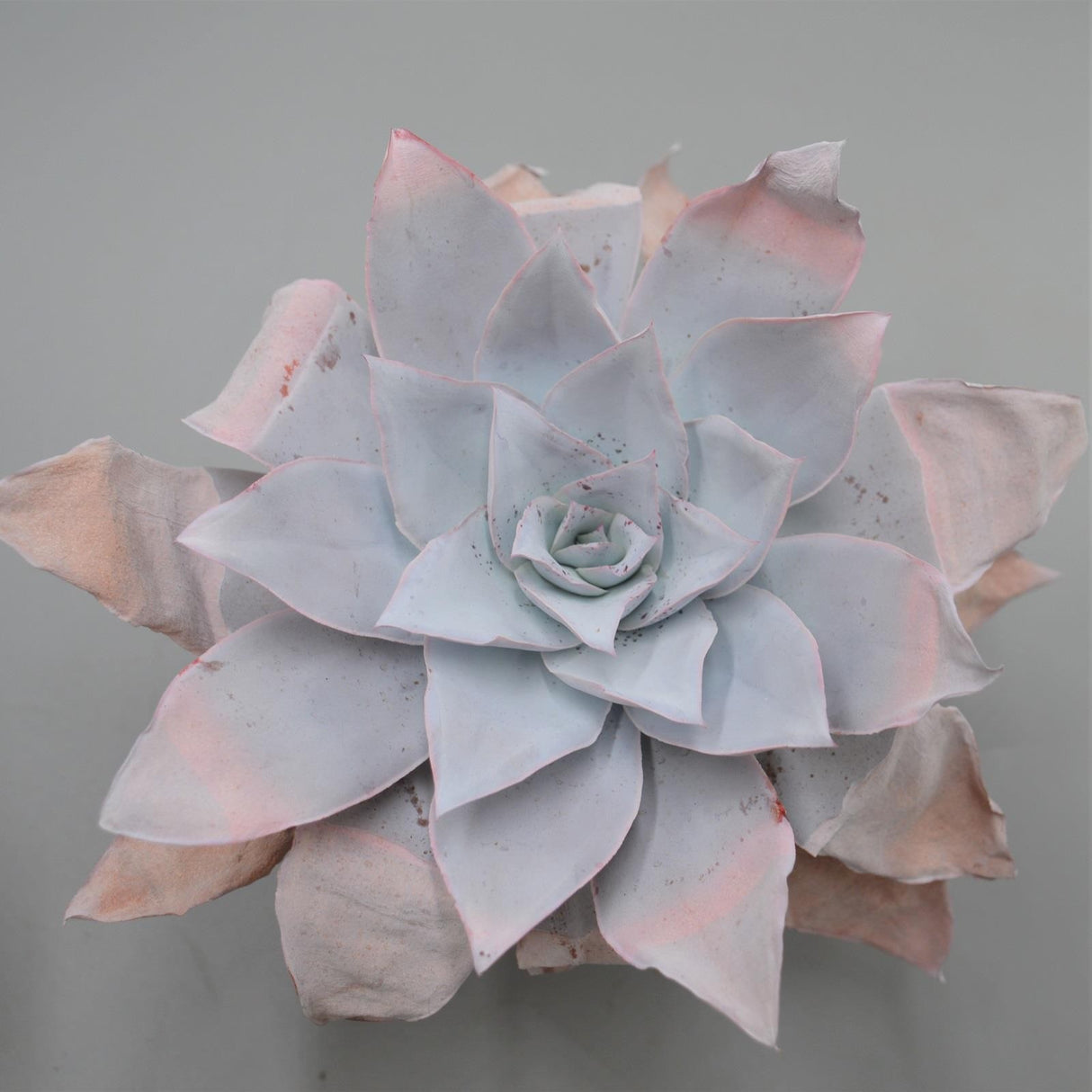 Echeveria cante - 12cm