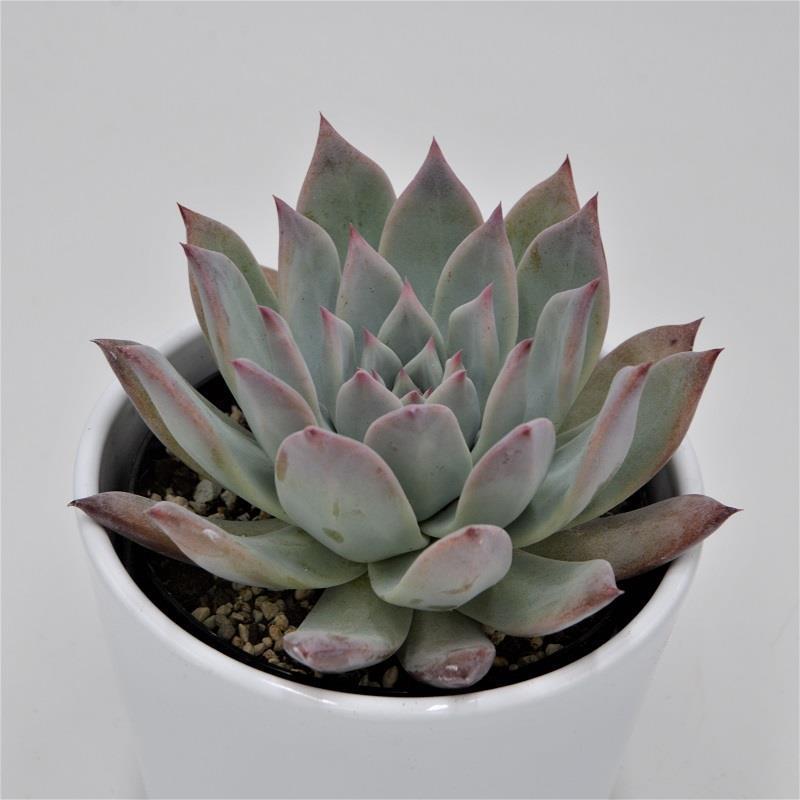 Echeveria colorata f. brandtii - 10,5cm