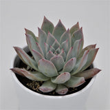 Echeveria colorata f. brandtii - 10,5cm