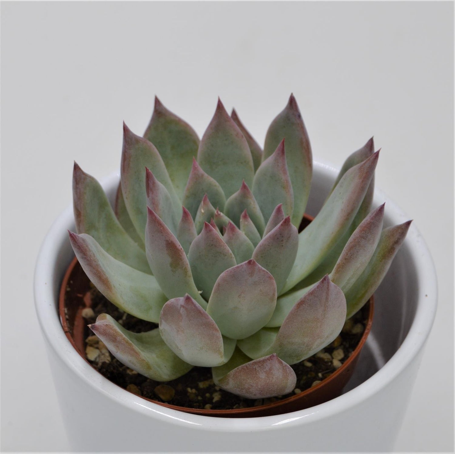 Echeveria colorata f. brandtii - 9cm