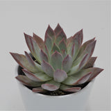 Echeveria colorata f. brandtii - 10,5cm