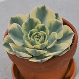 Echeveria Compton Carousel im Tontopf - 13cm
