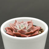 Echeveria Corsican Rose - 6cm
