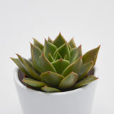 Echeveria Crystal Rose - 5.5cm