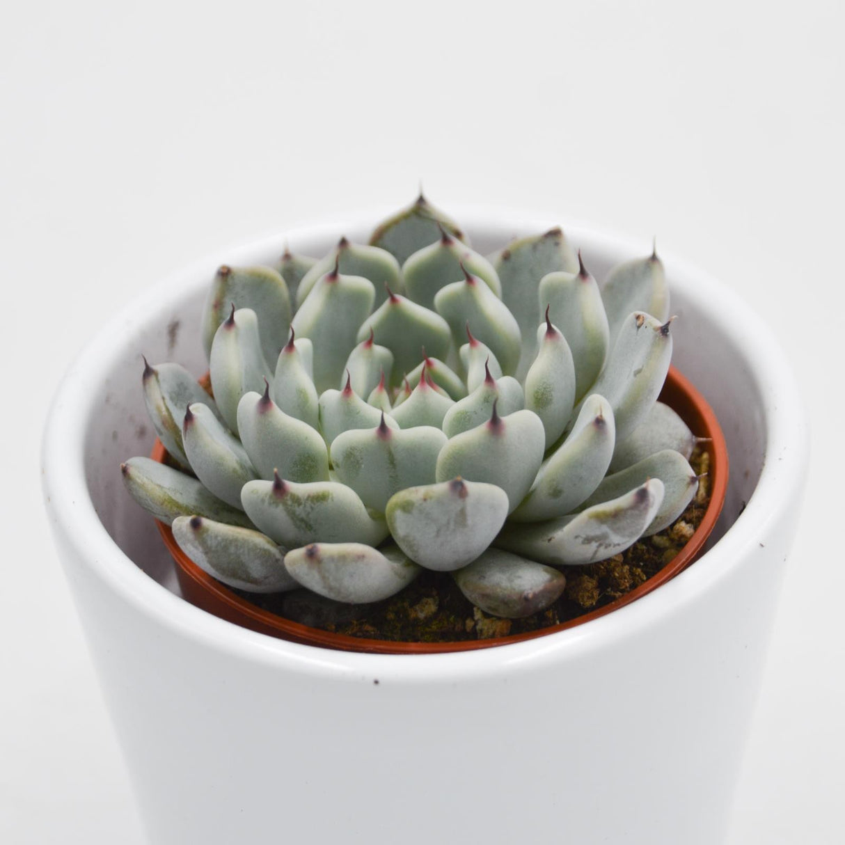 Echeveria cuspidata var. gemmula - 5,5cm