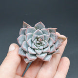 Echeveria Alba Beauty