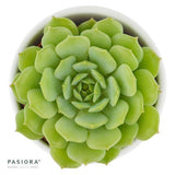 Enchanté Echeveria, 3 Stück