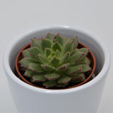 Echeveria derosa Herr Herrsblute - 5,5cm