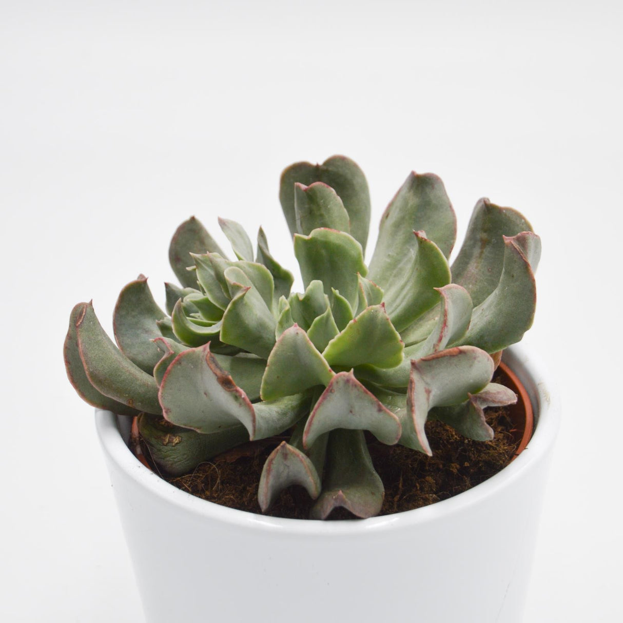 Echeveria Diablo Strength - 10,5cm