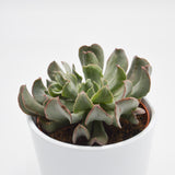 Echeveria Diablo Strength - 10,5cm