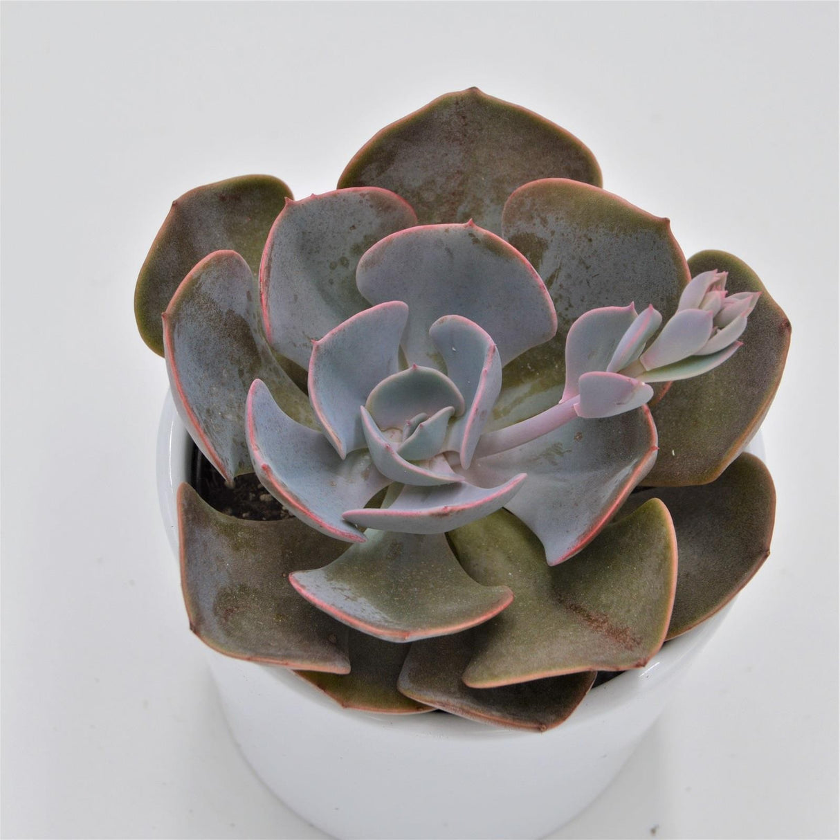 Echeveria Dusty Rose - 9cm