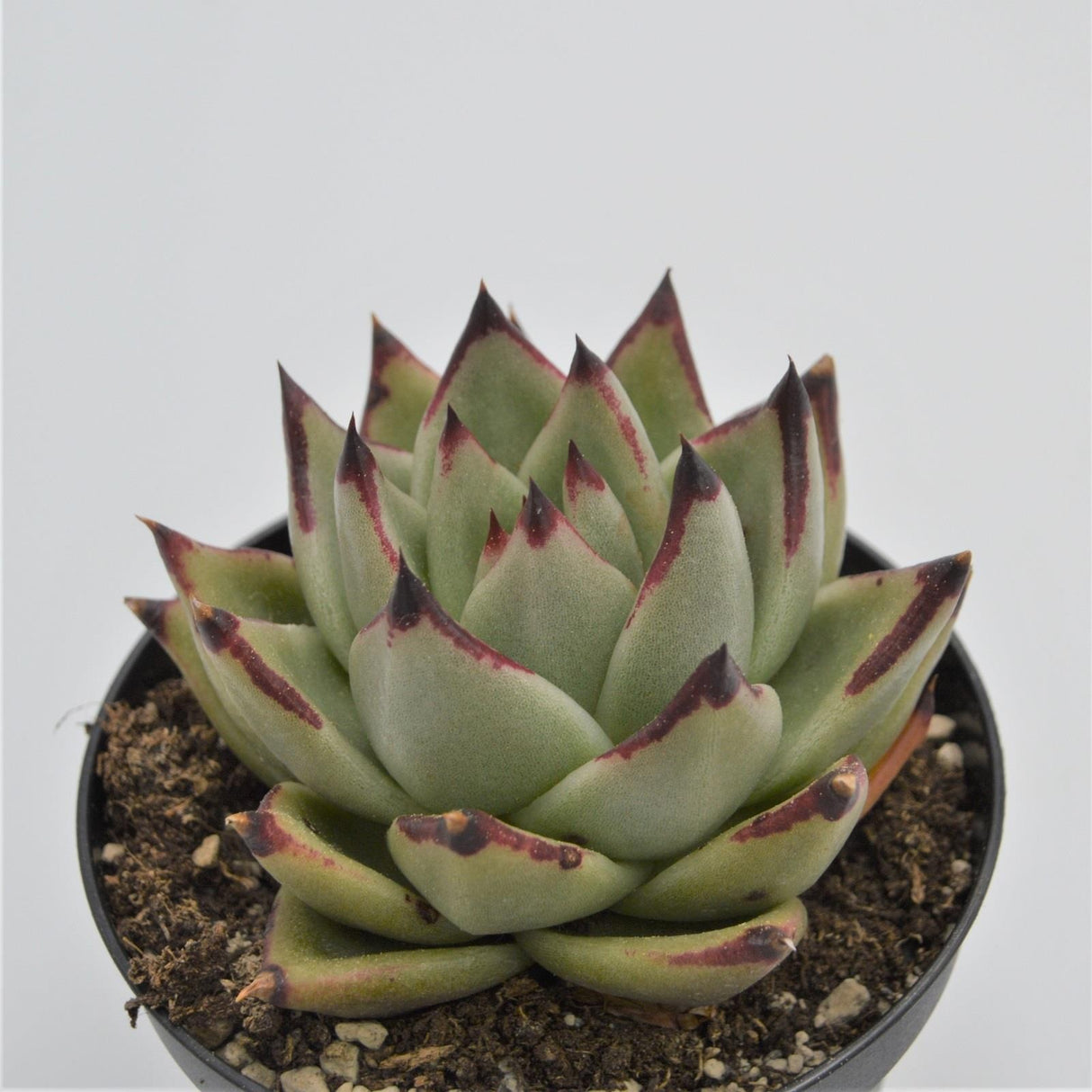 Echeveria agavoides Ebony - 8,5cm