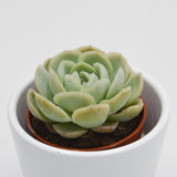 Echeveria elegans - 5,5cm