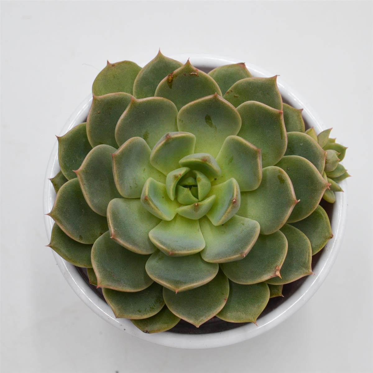 Echeveria Elfstone - 8,5cm