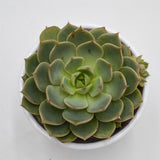 Echeveria Elfstone - 8,5cm