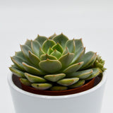 Echeveria Elfstone - 8,5cm