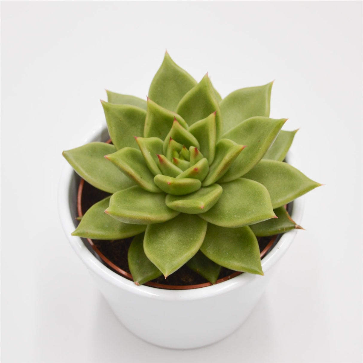 Echeveria Elize - 10,5cm