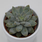 Echeveria Estrela - 6cm