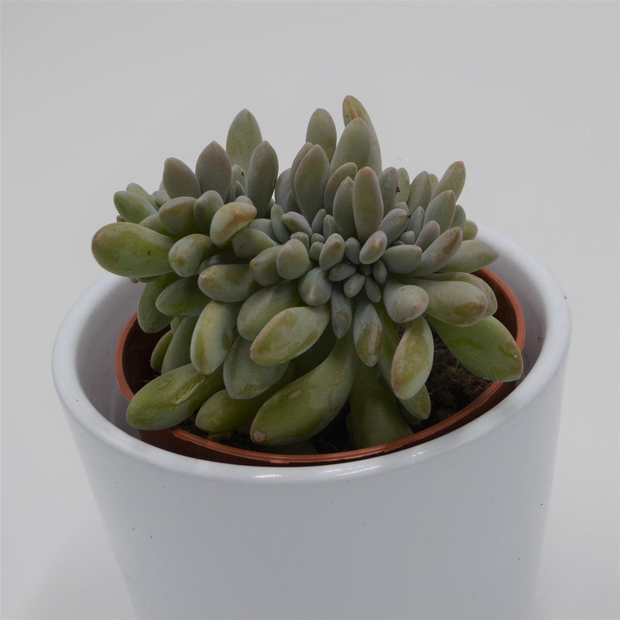 Echeveria Expatriata f. cristata - 8.5cm