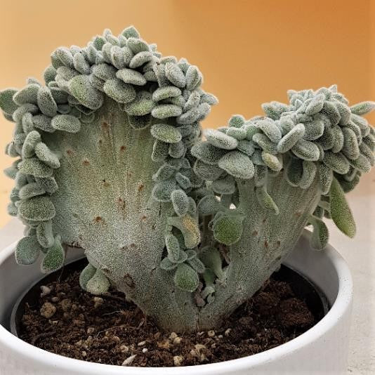 Echeveria pulvinata Frosty f. cristata - 12cm