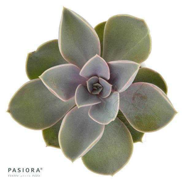 Enchanté Echeveria, 5 Stück