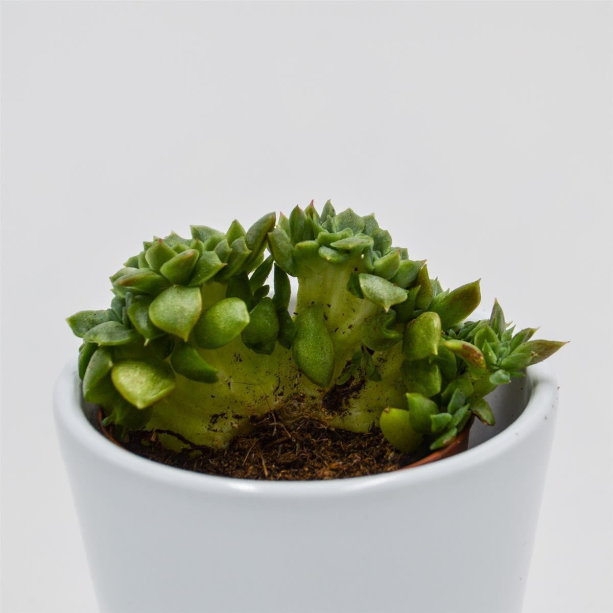 Echeveria gilva Cristata - 5,5cm